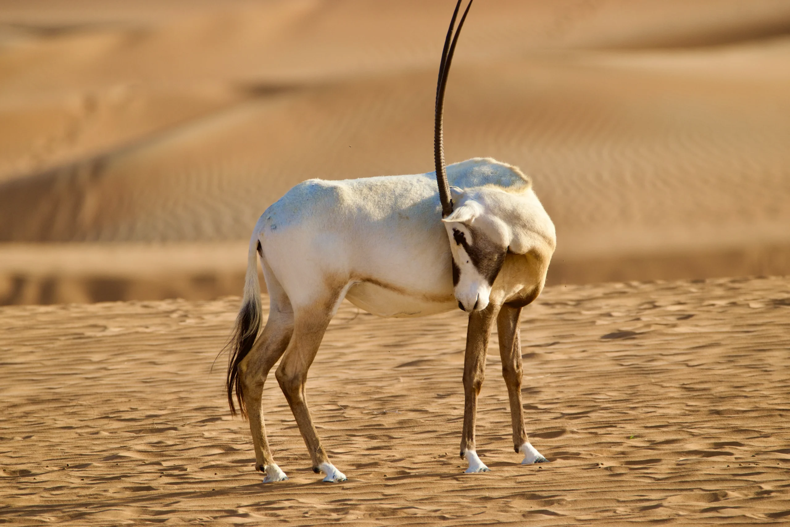 arabian gazelles in desert