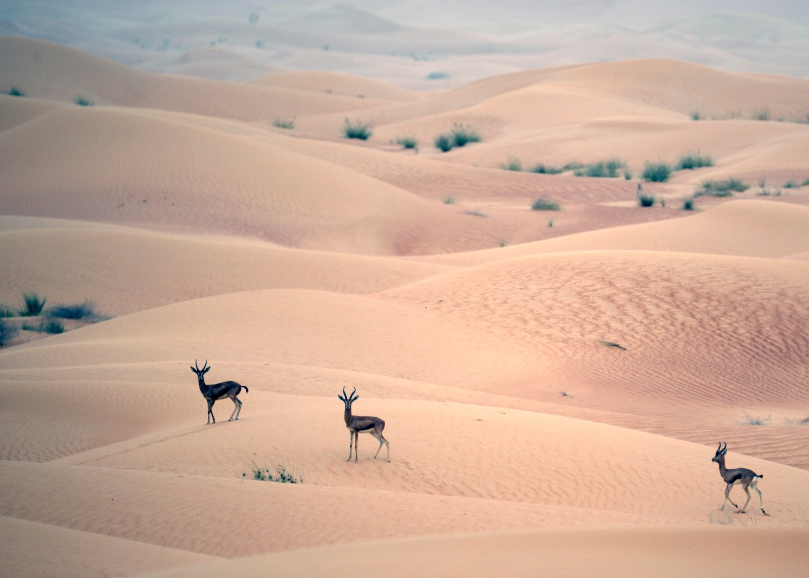 vue panoramique du desert
